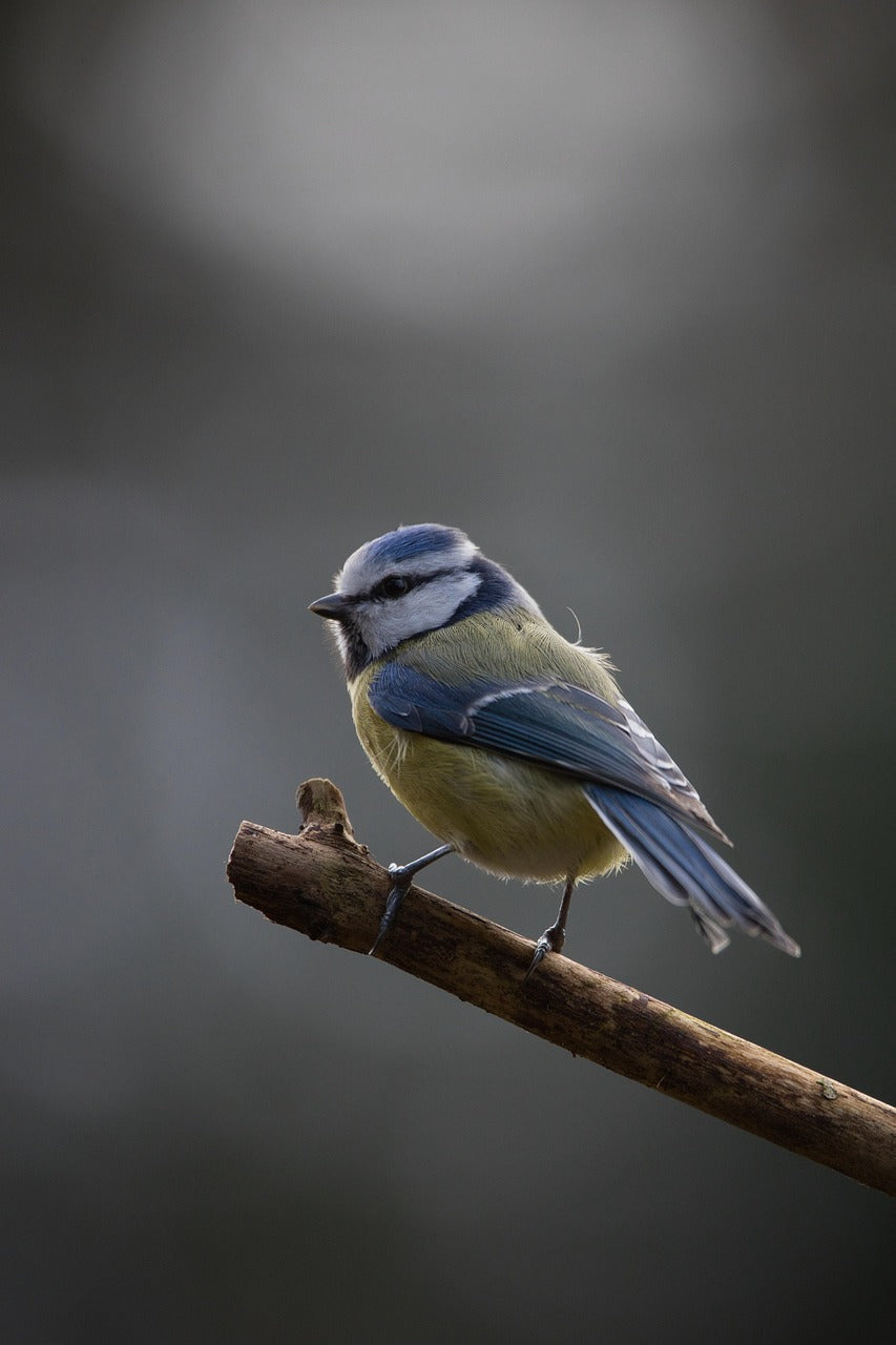 Blue tit bird perched on a branch against a blurred background