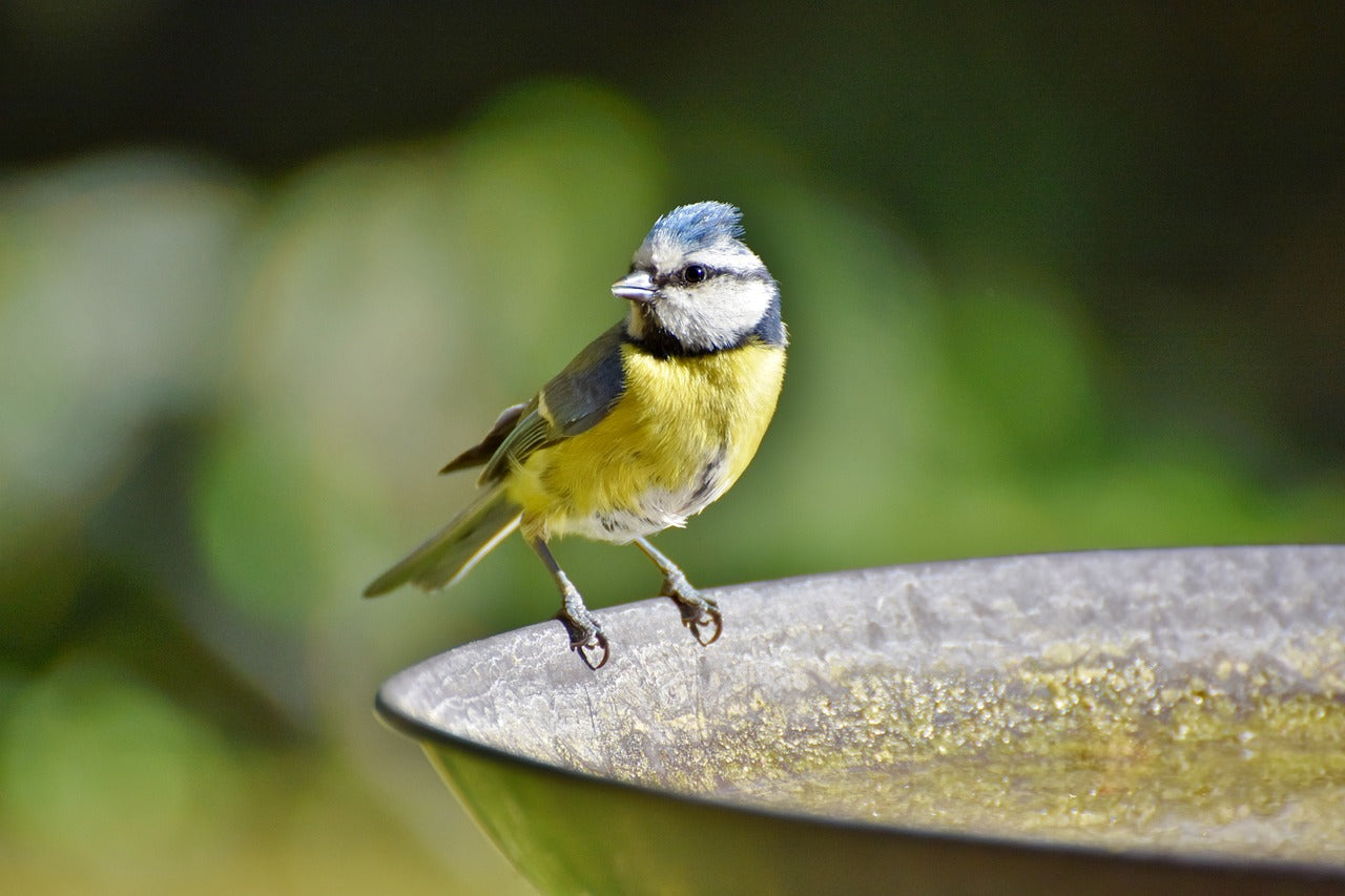 Blue tit perched. 