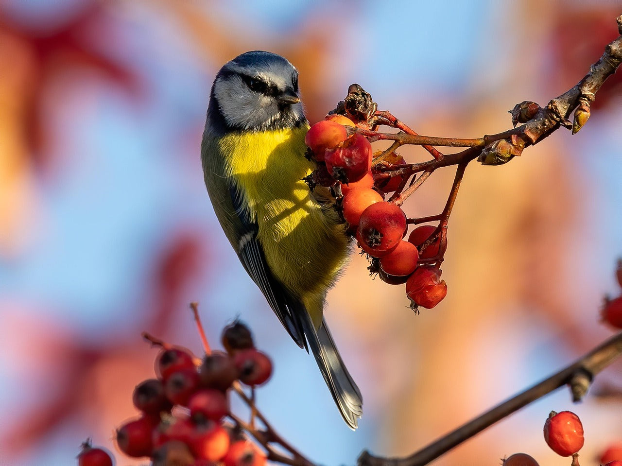 Bird perched on a branch with red berries against a blurred natural background