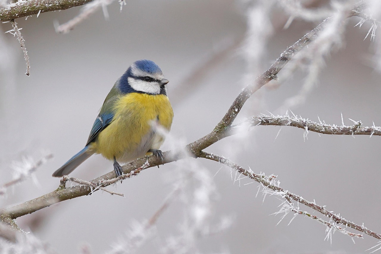 Bird perched on a branch with a snowy background
