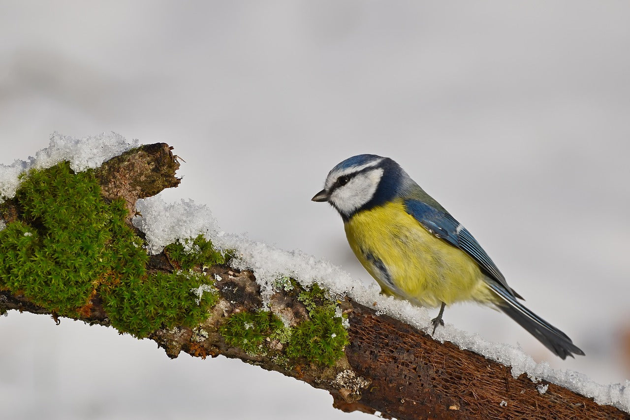 Blue tit on a snow-covered branch with a blurred background