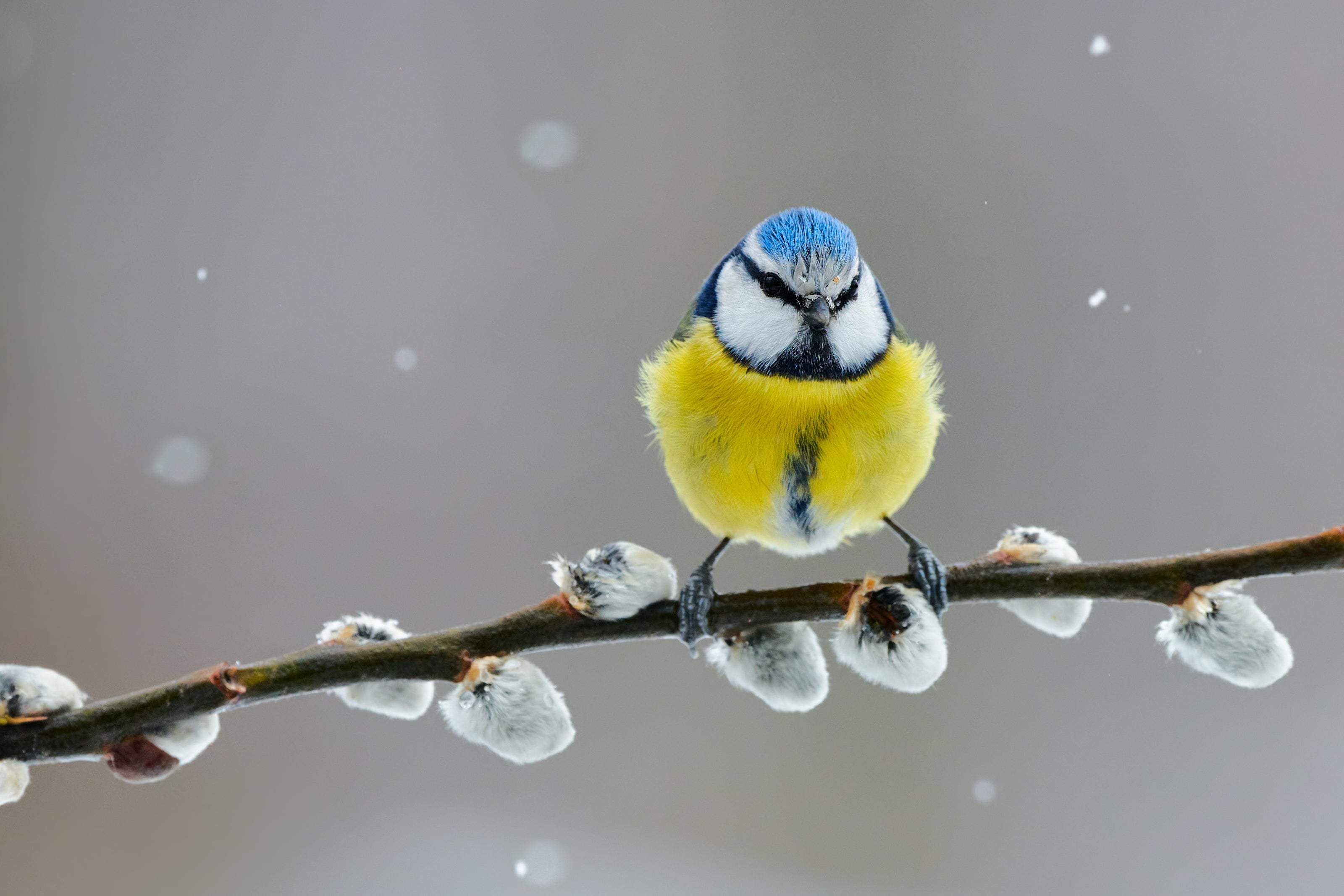 Blue tit in the winter on a branch