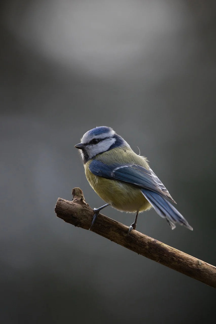 blue tit sat on a branch