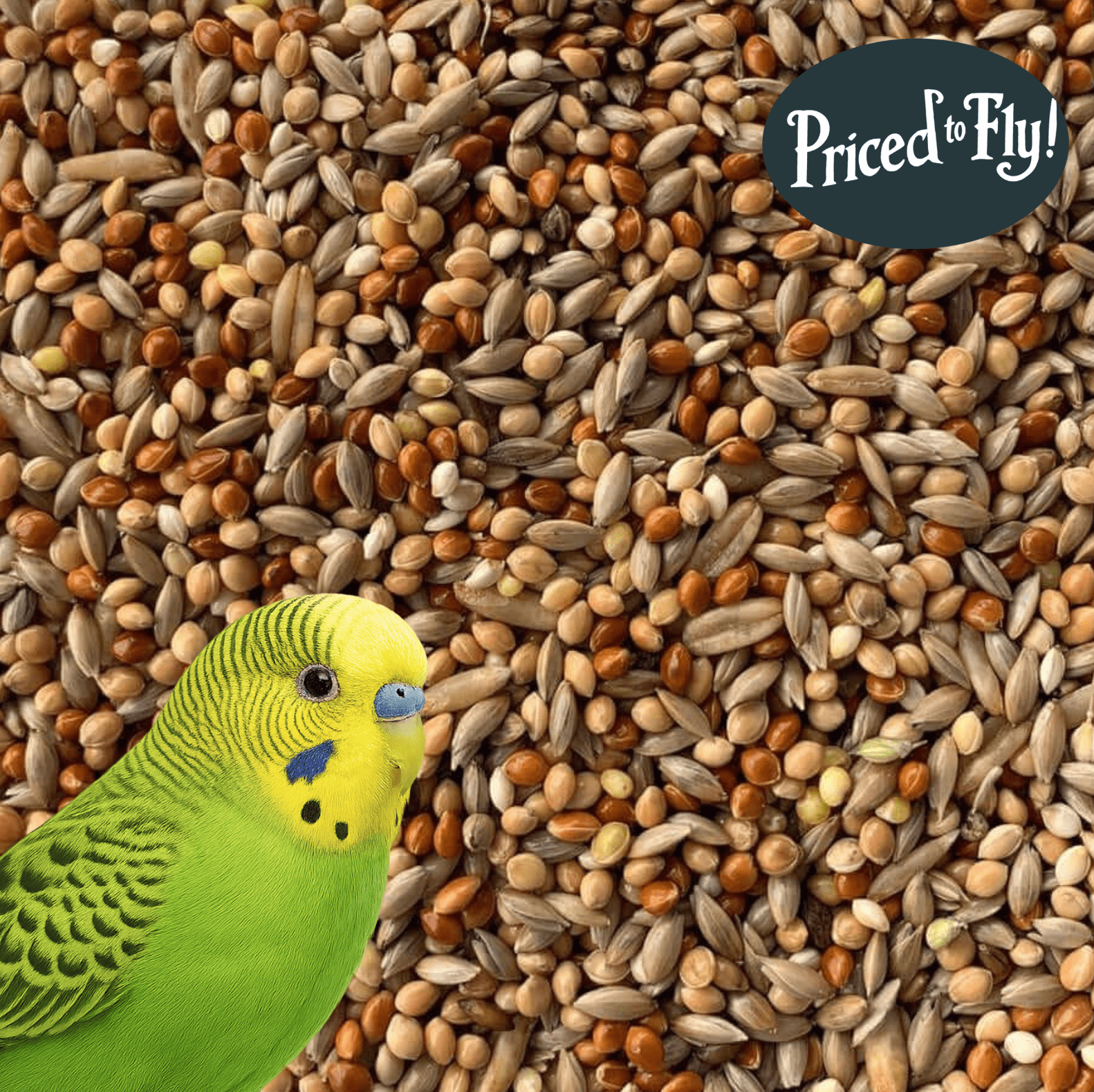 Bird Seed Budgies Favourite Food Budgie Bravo For Happy, Healthy