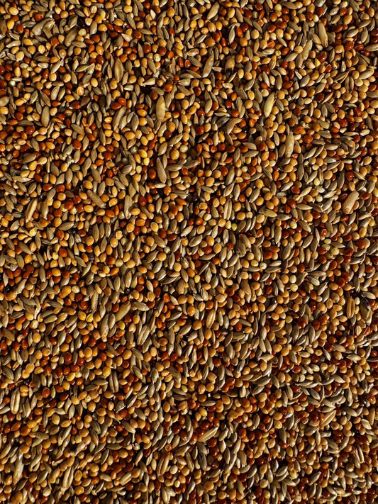 BRAVO! Budgie Seed™ - Haith's UK