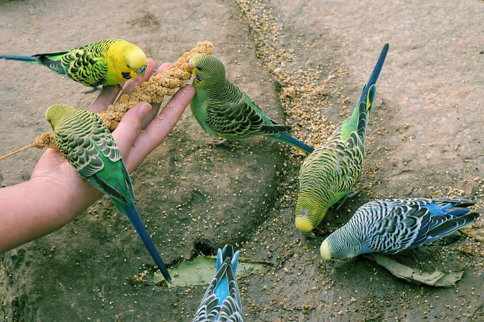 Shows budgies budgerigars feeding on millet sprays and the millet seed spilled onto the ground as loose bird seed for the birds to eat.