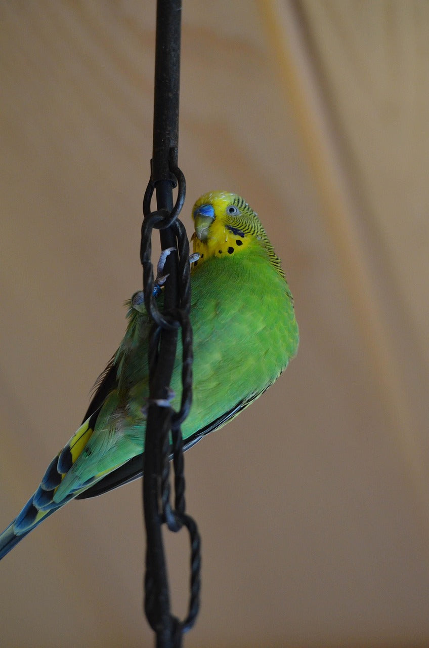 a green and yellow budgie climbing up a string loop