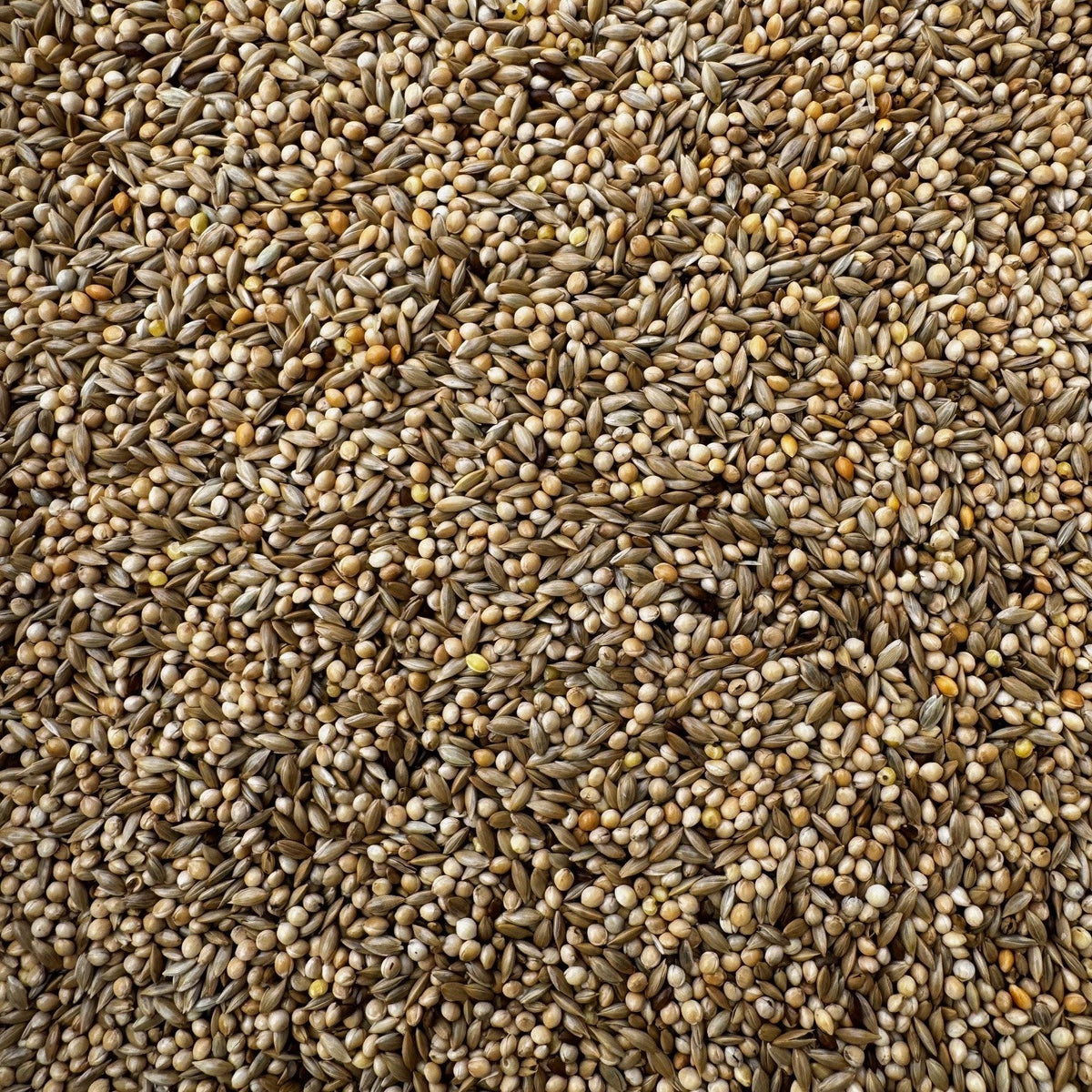 Budgie Breeders 50/50 Seed Mix - Haith's UK