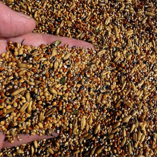 Budgie Tonic Seed™ - Trusted by Experts, Loved by Birds - Haith's UK