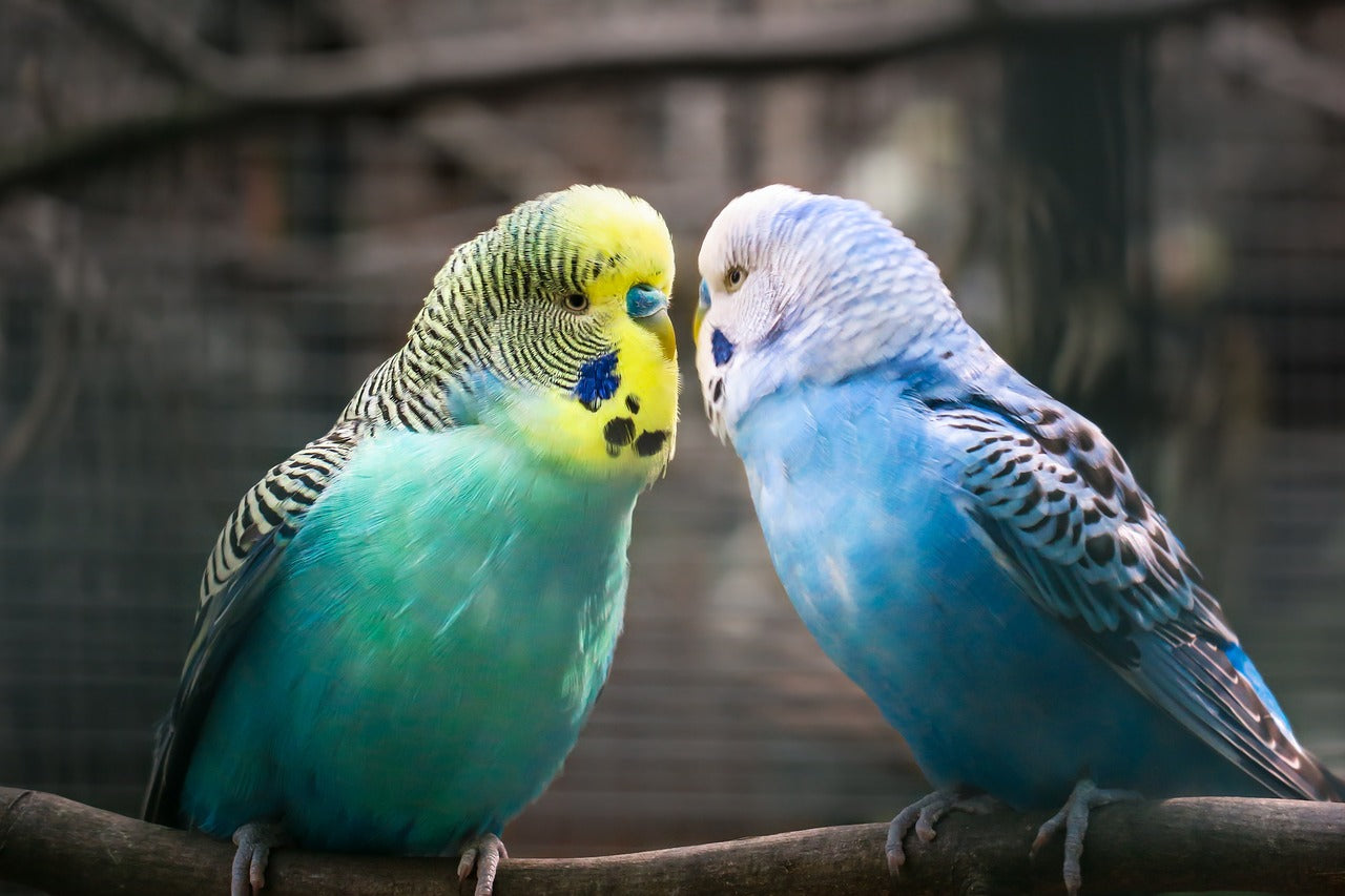 Two budgies perched in an aviary. 