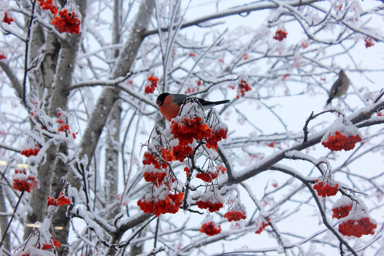 Bird perched on a branch with red berries against a snowy background