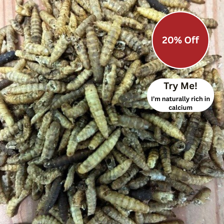 Close-up of insect larvae with promotional text overlay on a pink background