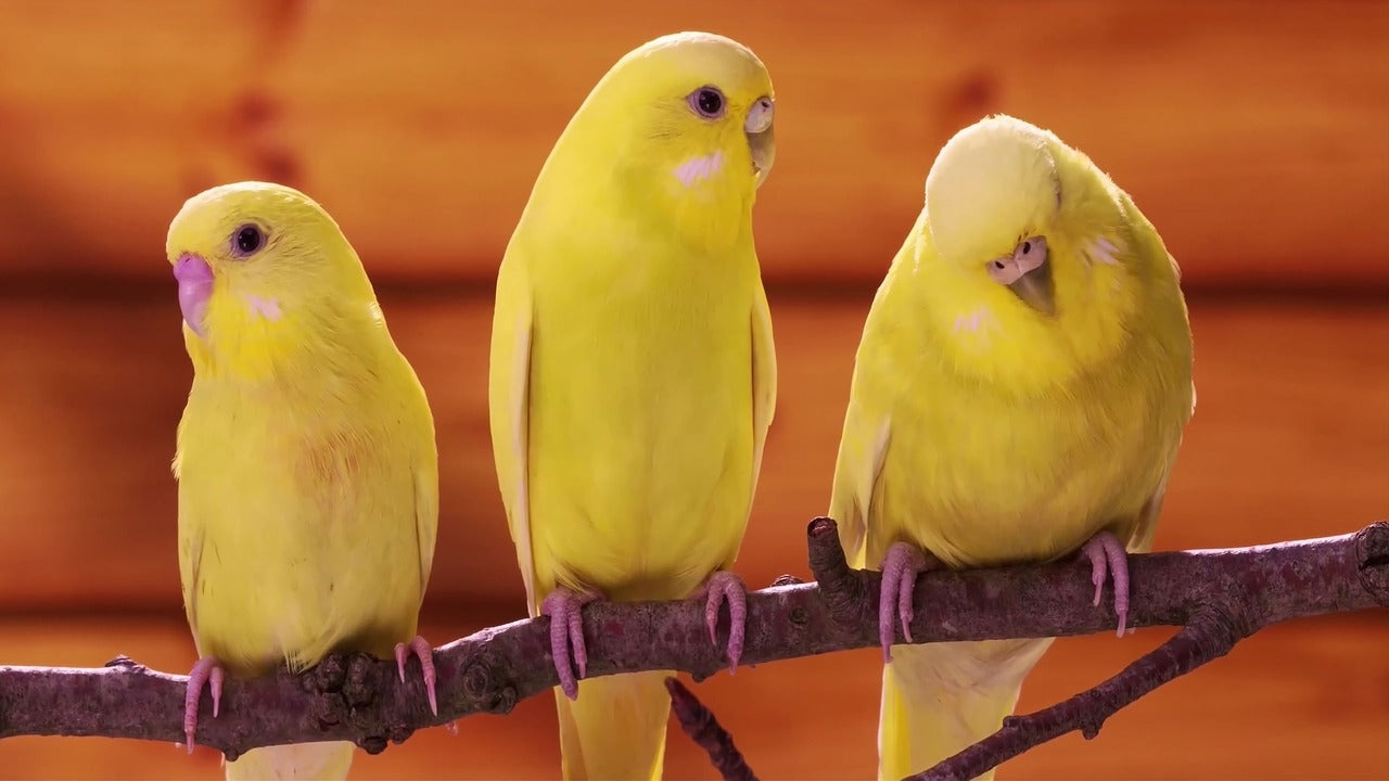 row of three yellow budgies sat on a branch