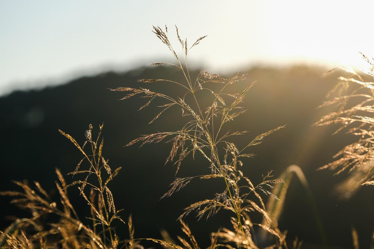 Tall grasses swaying in the wind with a blurred background