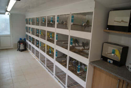 budgie shed full of cages