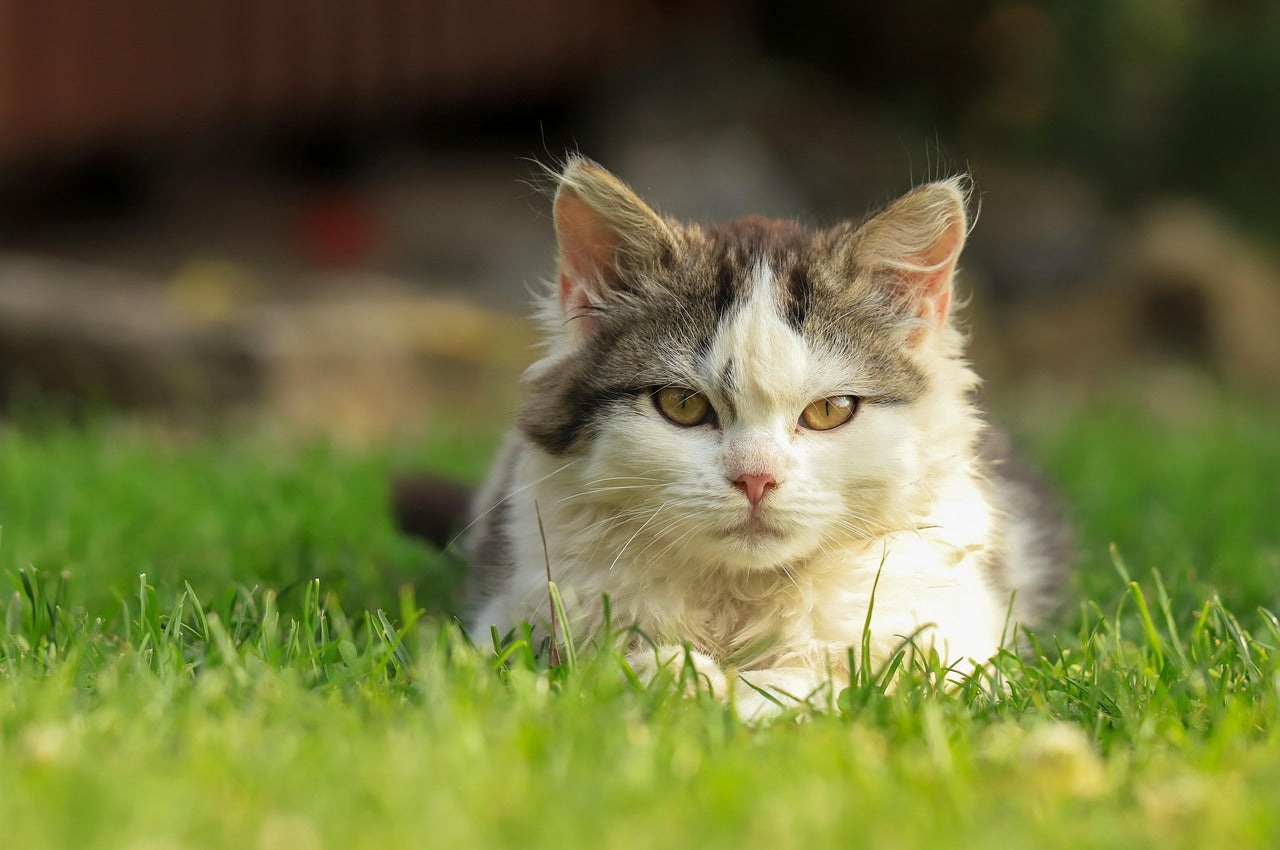 Cat lying on grass with a blurred background