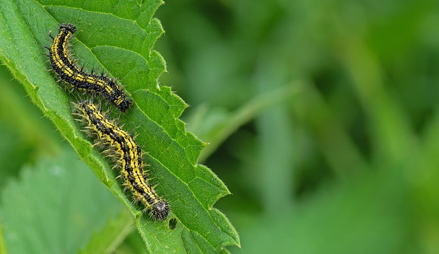 caterpillar on a leaf