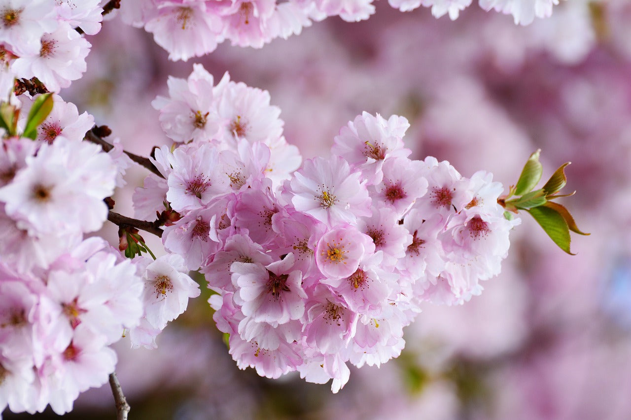 close up of a blossom tree