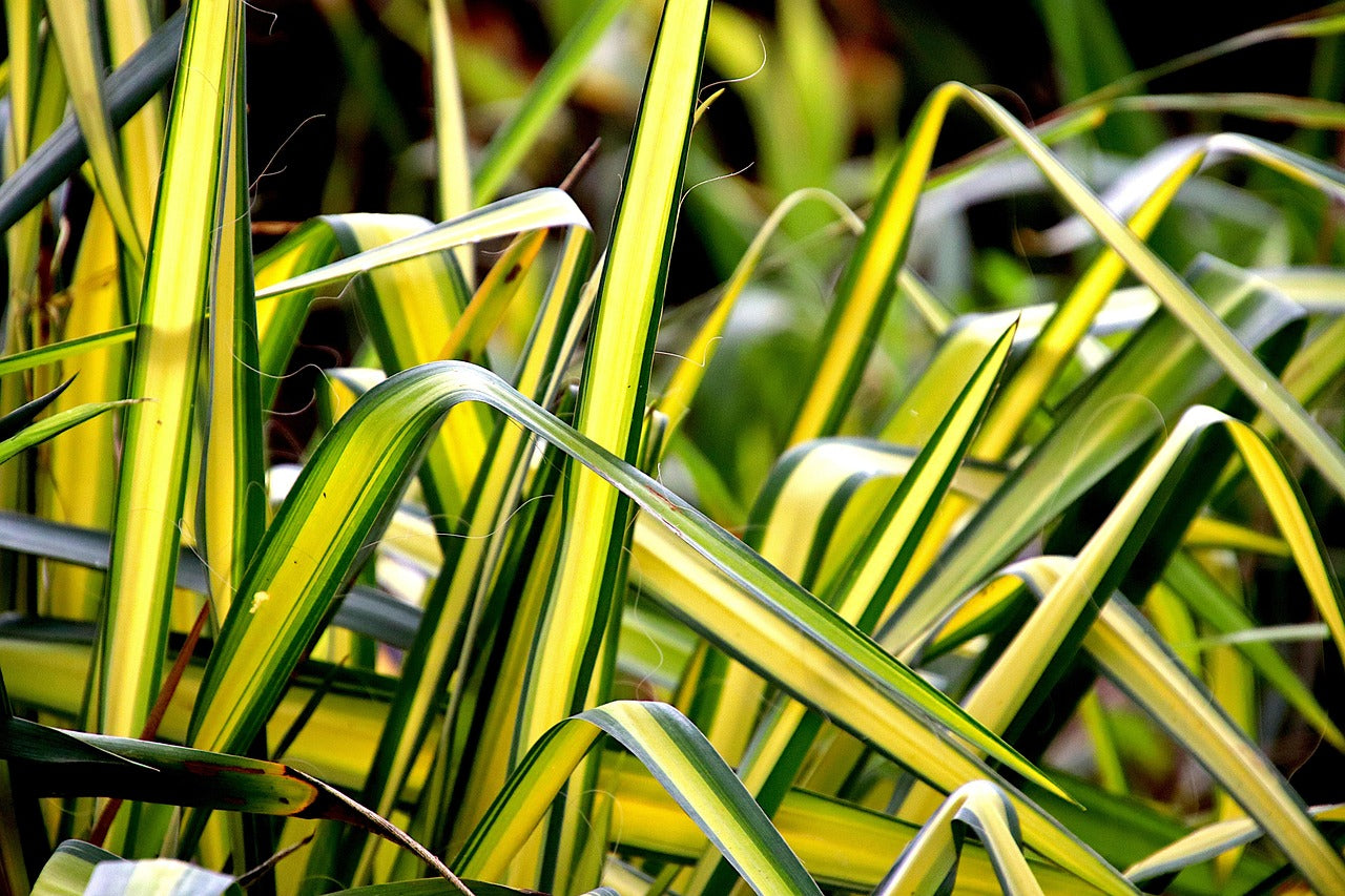 Spider plant