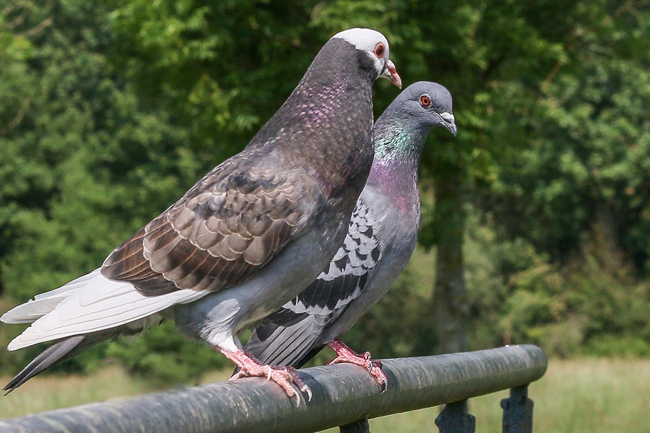 pair of pigeons sat on a branch