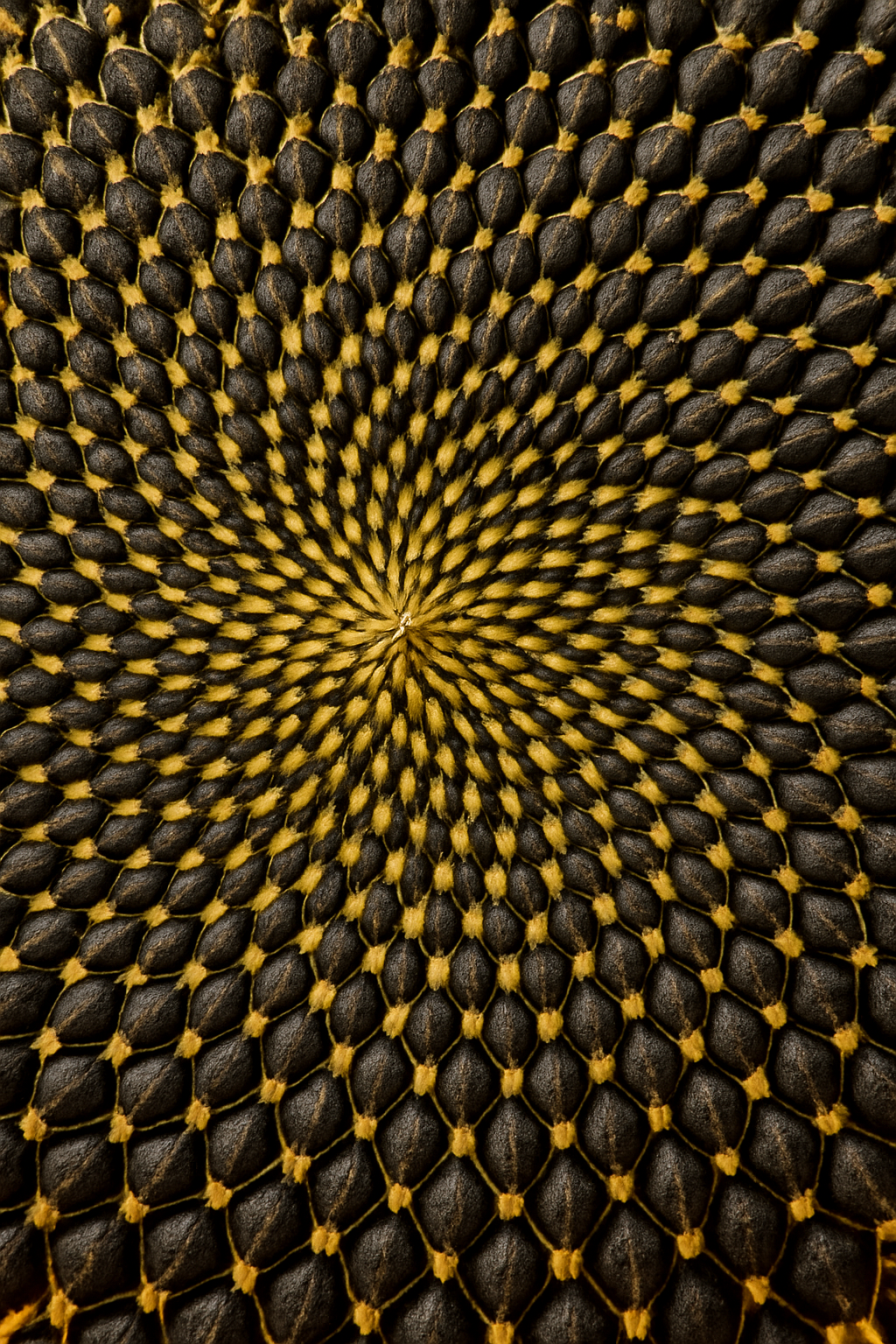Close-up of a textured surface with a concentric pattern of black and yellow shapes.