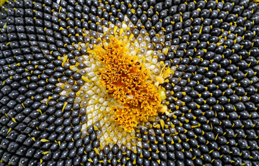 Mathematics Inside a Sunflower Head – Haith's UK