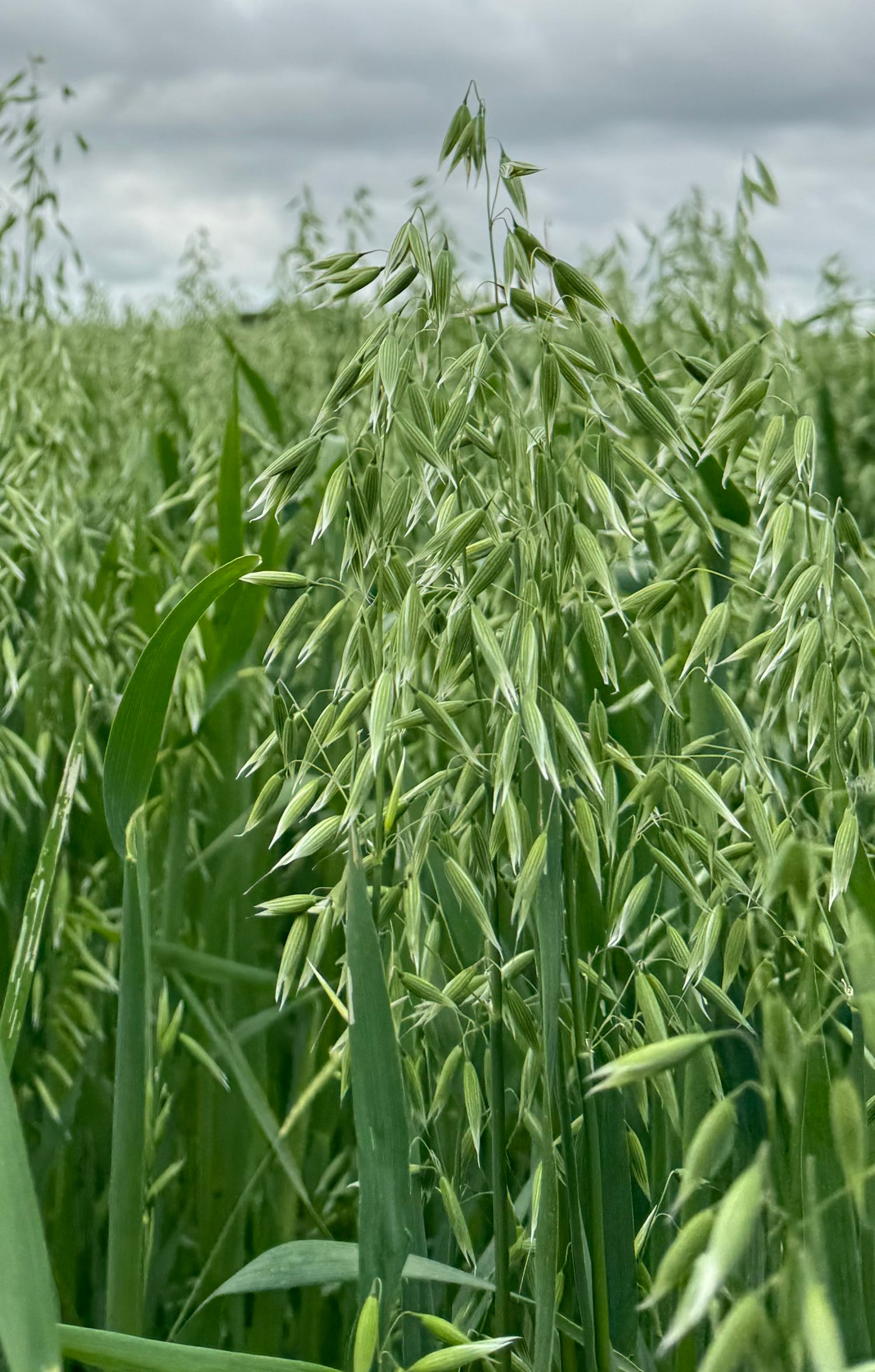 close up image of wheat