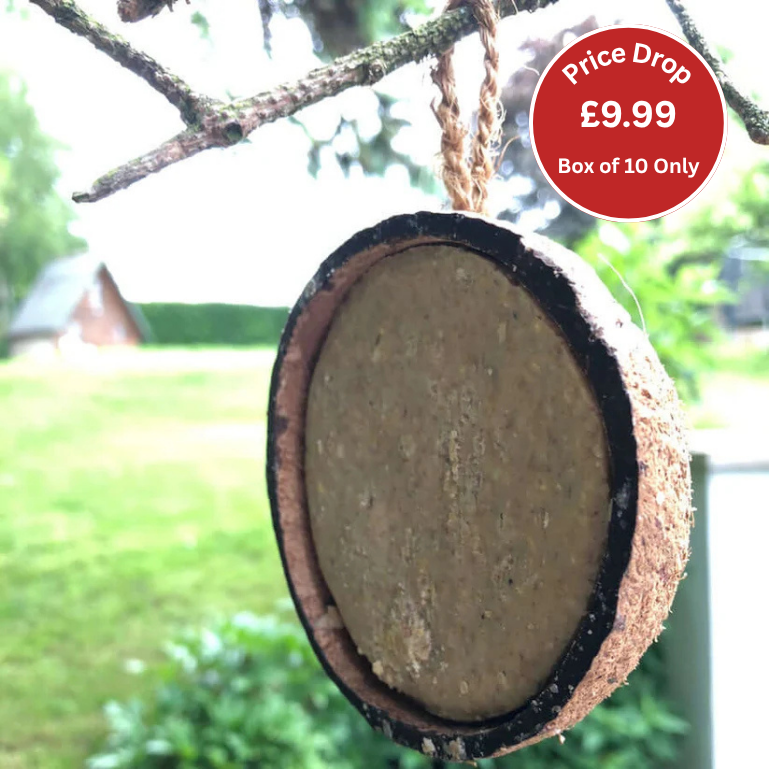 Hanging coconut shell with suet inside