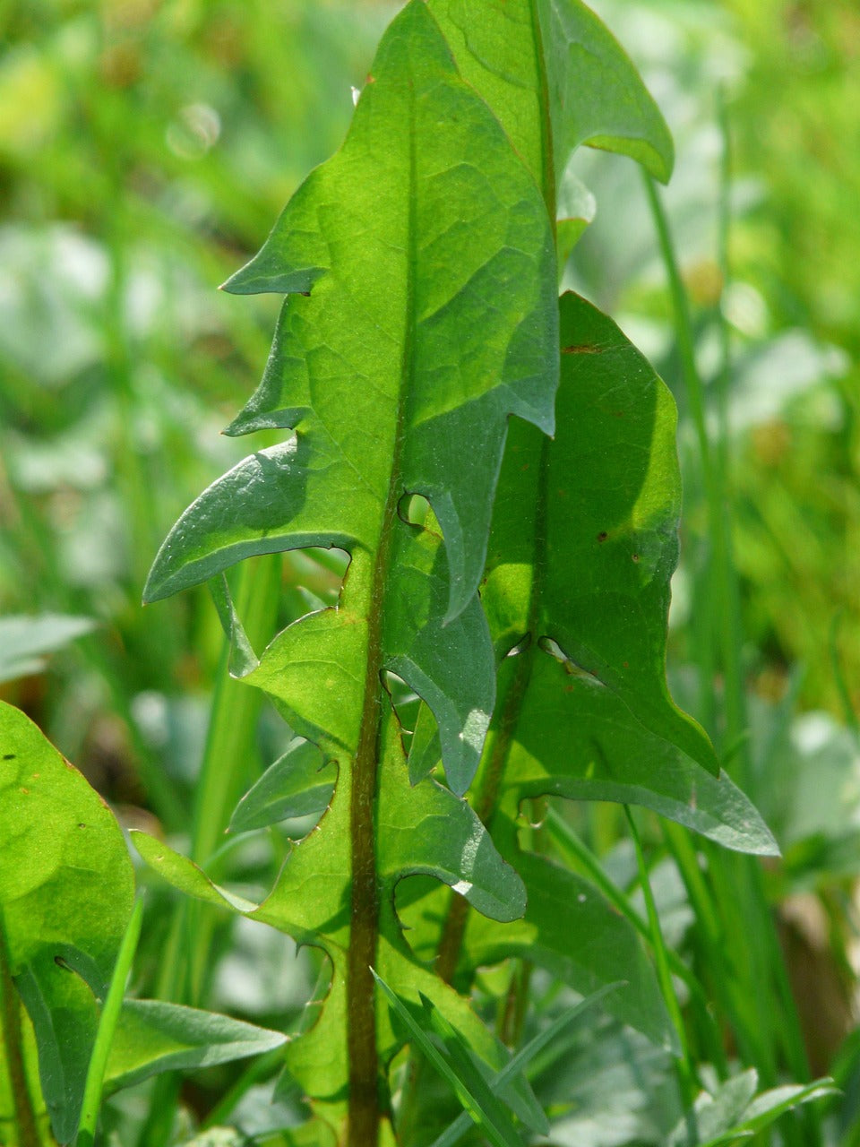 Budgies eating fresh dandelion leaves