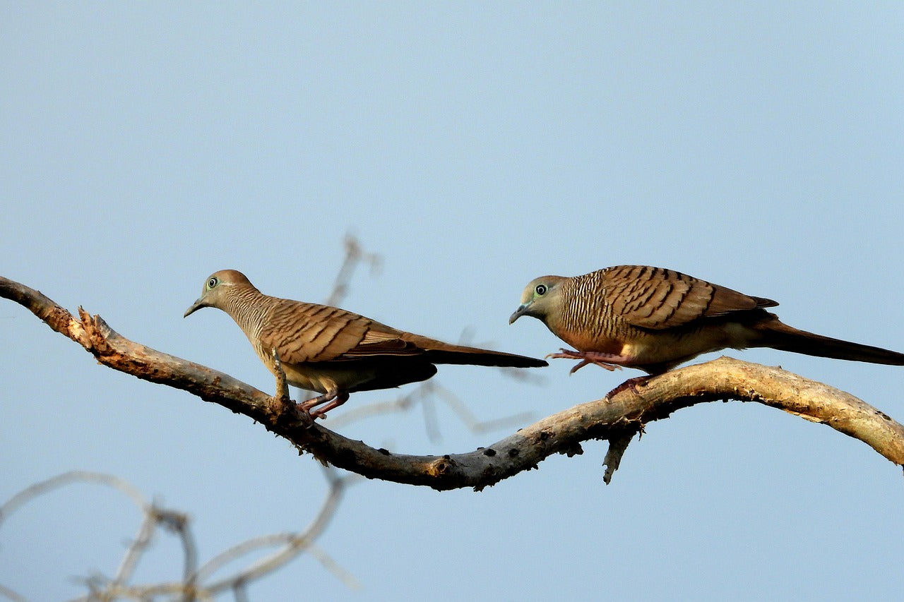 pair of cuckoos sat on a branch