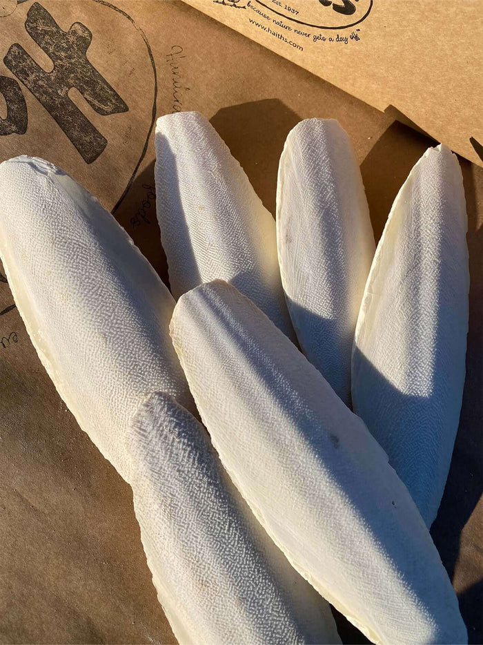 Cuttlefish Bone