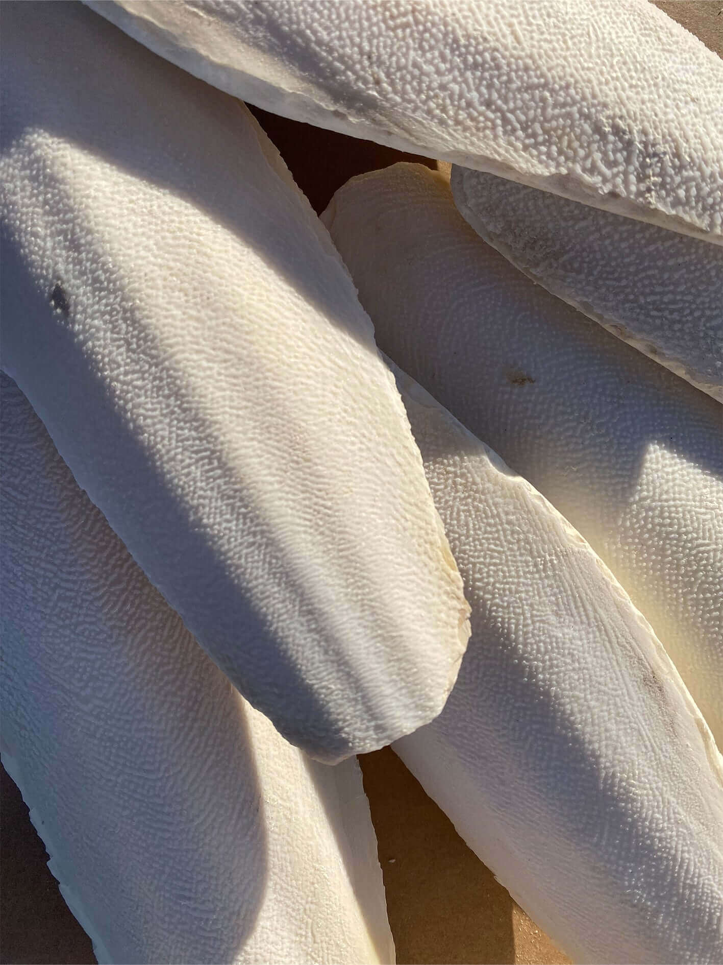 Why Cuttlefish Bone is Good for Birds – Haith's UK