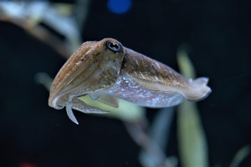 Why Cuttlefish Bone is Good for Birds – Haith's UK