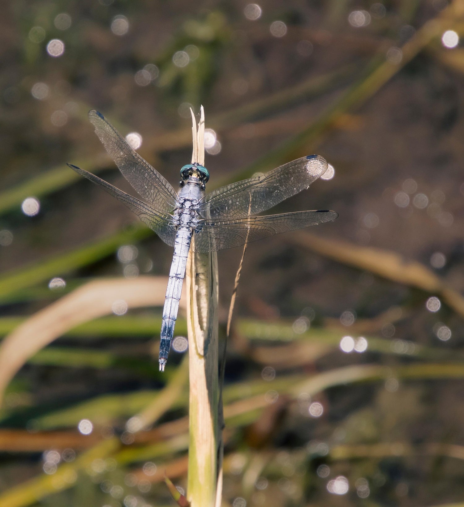 dragonfly on water