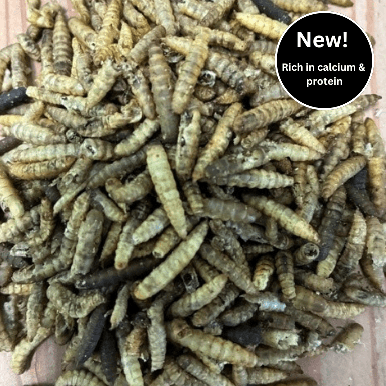 Dried Calciworms for cage birds - Haith's UK