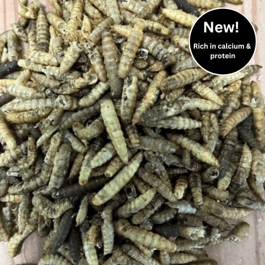 Dried Calciworms for cage birds - Haith's UK
