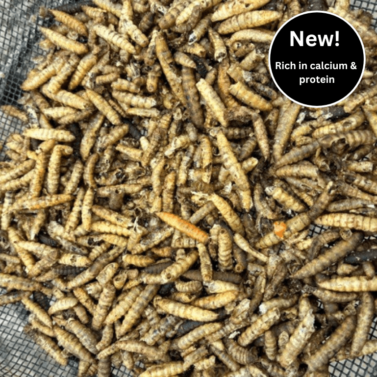 Dried Calciworms for wild birds - Haith's UK