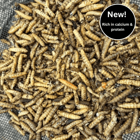 Dried Calciworms for wild birds - Haith's UK