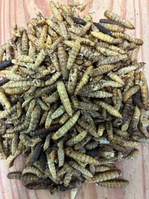 Dried Calciworms for wild birds - Haith's UK