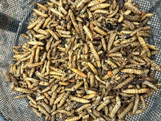 Dried Calciworms for wild birds - Haith's UK