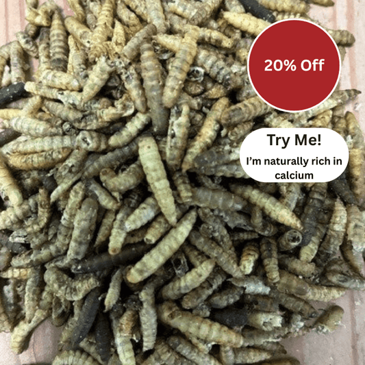 Dried Calciworms for wild birds - Haith's UK