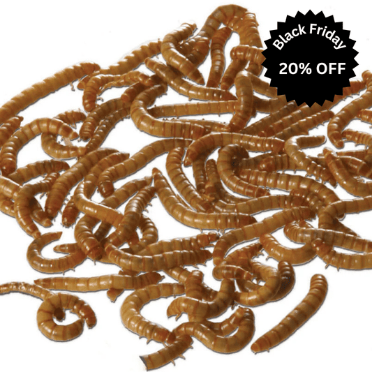 Dried Mealworms for cage birds - Haith's UK