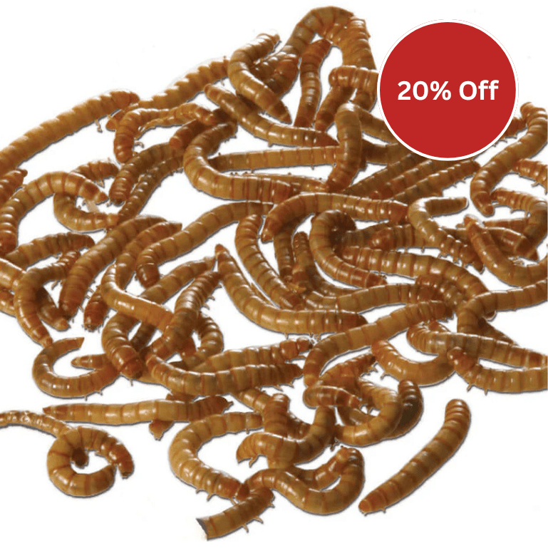 Dried Mealworms for cage birds - Haith's UK