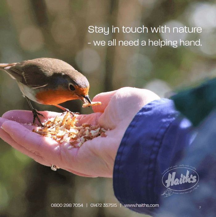 Dried Mealworms for wild birds