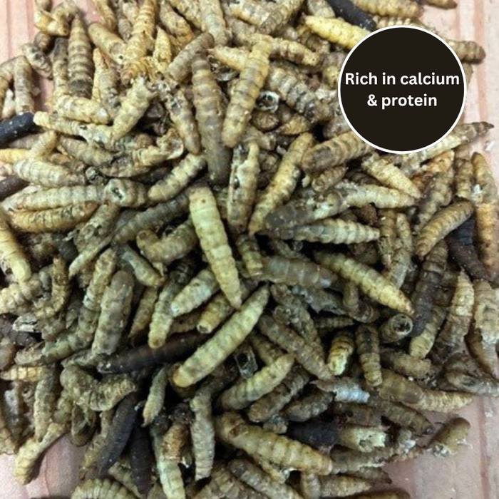 Dried calciworms for wild birds