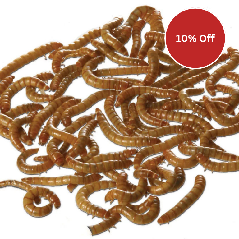 dried mealworms on a white background with a red logo on