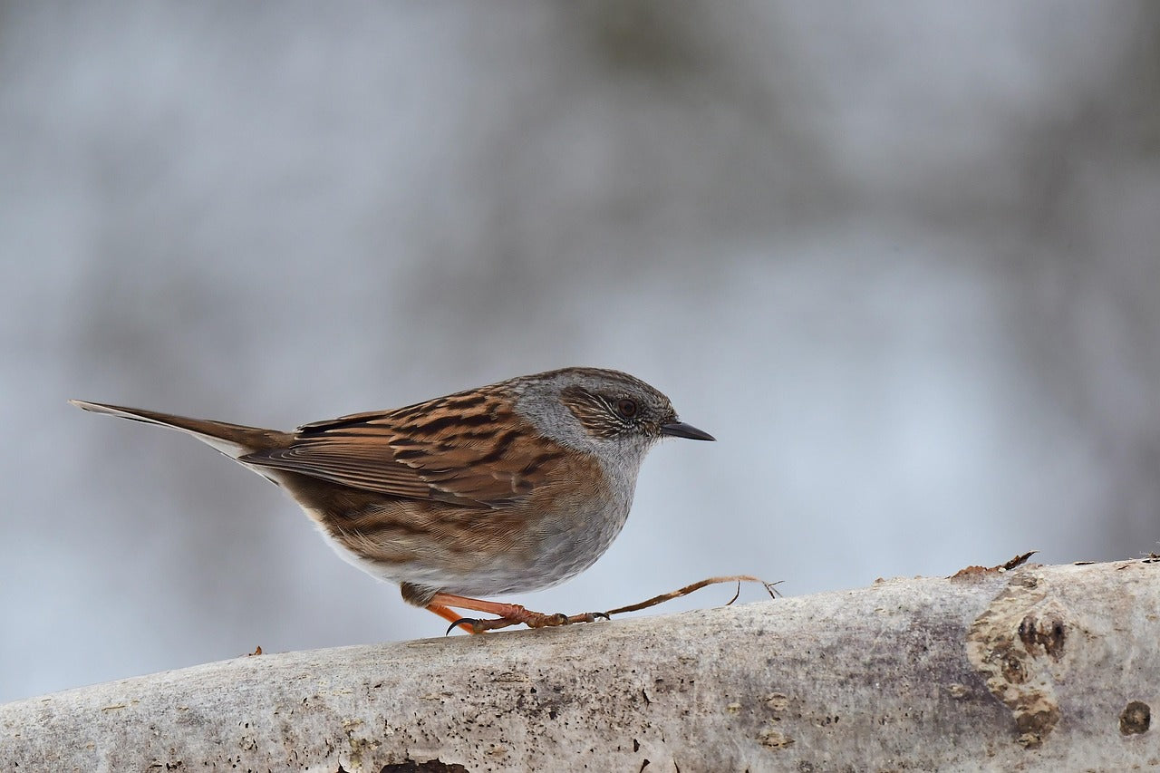 Dunnock on bark. 