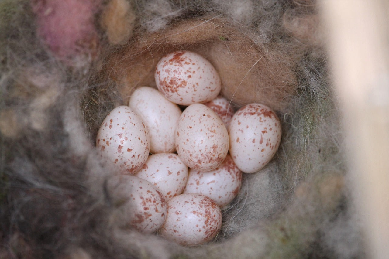 eggs in a nest