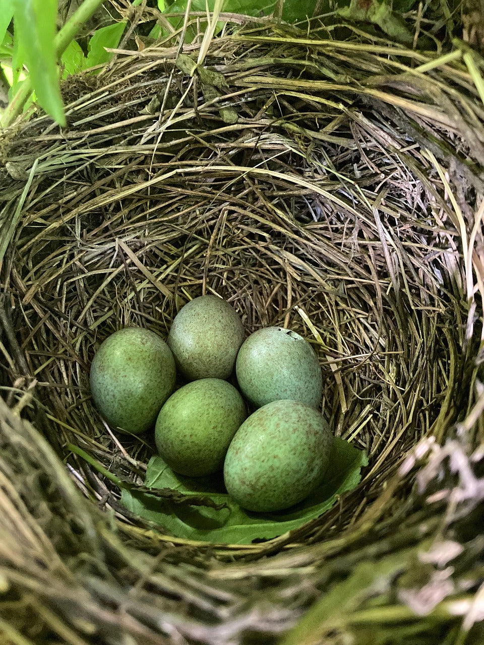 nest with thrush eggs inside