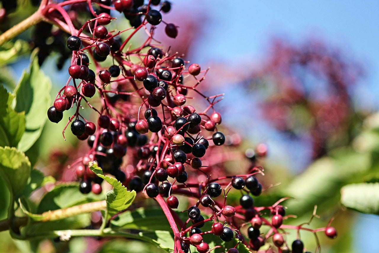 Close-up of dark berries on a branch with a blurred natural background